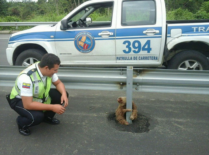Фотография: Полицейский спас испуганного ленивца №2 - BigPicture.ru