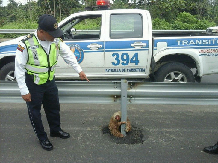 Фотография: Полицейский спас испуганного ленивца №4 - BigPicture.ru