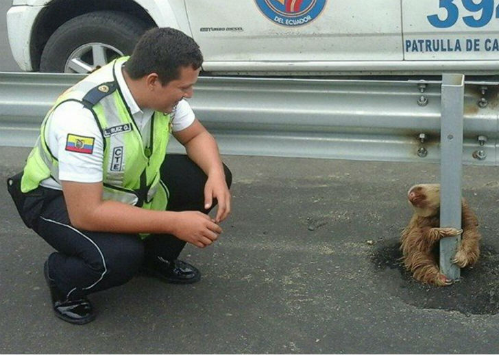 Фотография: Полицейский спас испуганного ленивца №5 - BigPicture.ru