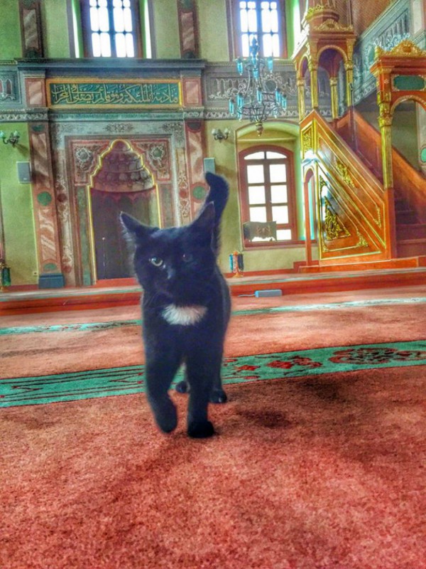 Фотография: Имам пускает погреться бездомных кошек в мечеть №3 - BigPicture.ru