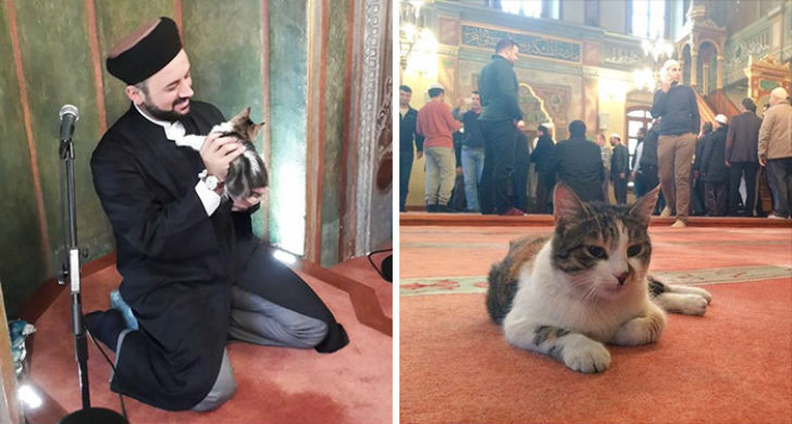 Фотография: Имам пускает погреться бездомных кошек в мечеть №2 - BigPicture.ru