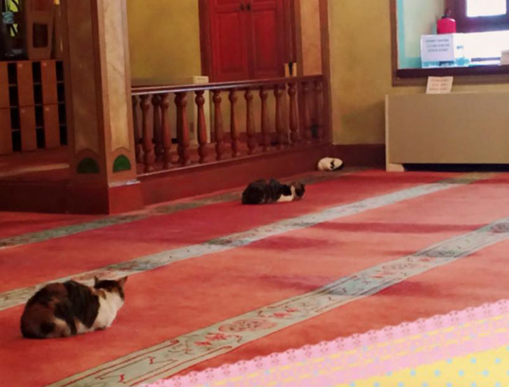 Фотография: Имам пускает погреться бездомных кошек в мечеть №7 - BigPicture.ru