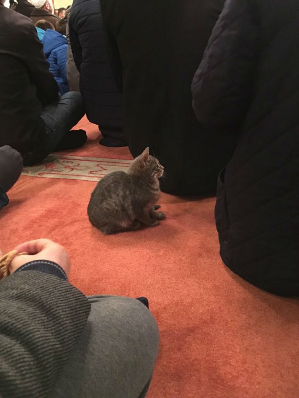Фотография: Имам пускает погреться бездомных кошек в мечеть №5 - BigPicture.ru