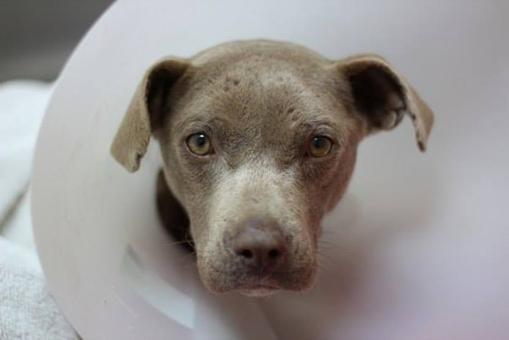 Фотография: Ветеринар ел в одном вольере с собакой, чтобы спасти ей жизнь №4 - BigPicture.ru