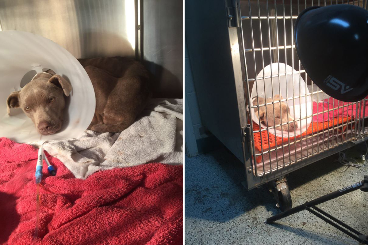 Фотография: Ветеринар ел в одном вольере с собакой, чтобы спасти ей жизнь №3 - BigPicture.ru