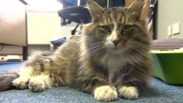 Фотография: Толстый и довольный кот, пропавший более года назад, нашелся на фабрике зоокорма №5 - BigPicture.ru