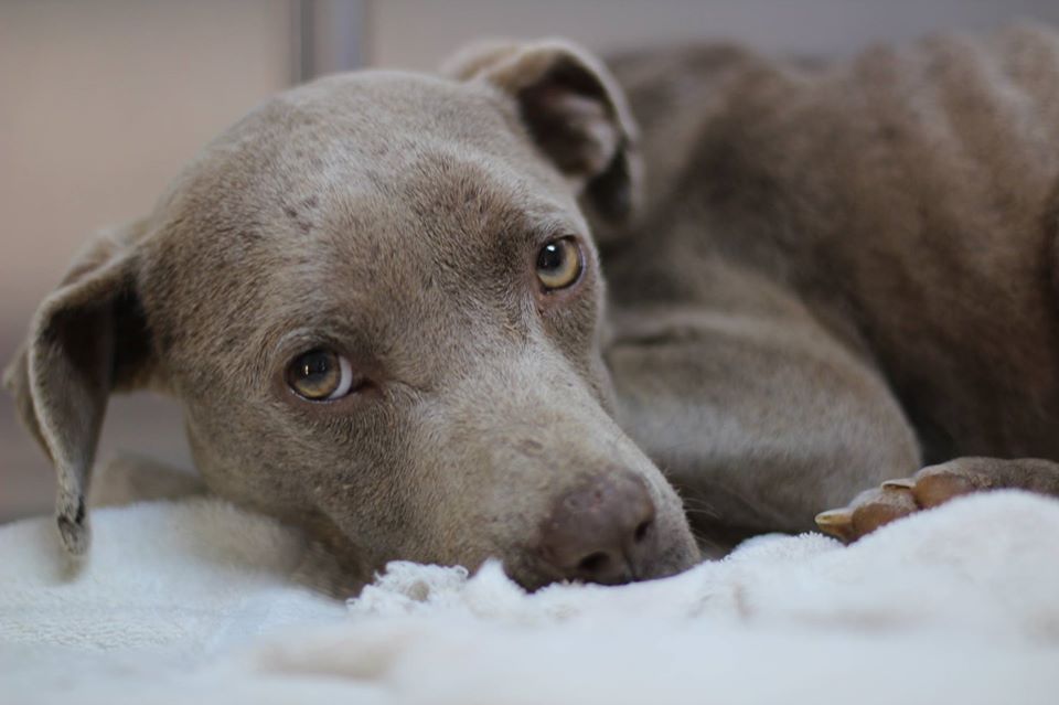 Фотография: Ветеринар ел в одном вольере с собакой, чтобы спасти ей жизнь №5 - BigPicture.ru