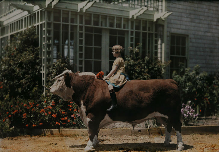 Ребенок сидит верхом на быке герефордской породы, Калифорния, 1926 год.