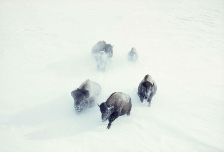 Фотография: Неопубликованные ранее фотографии National Geographic №6 - BigPicture.ru