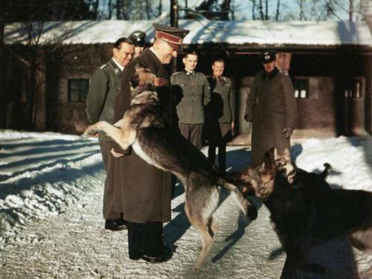 Фотография: Как нацисты учили собак говорить, читать и писать №8 - BigPicture.ru
