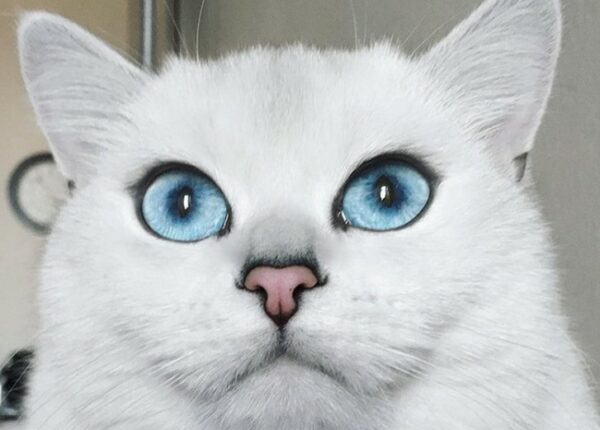 Кот Коби с самыми красивыми глазами на свете