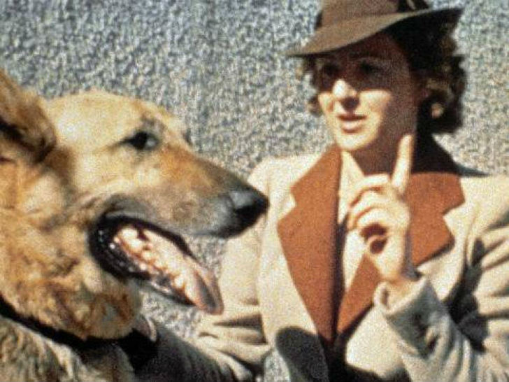 Фотография: Как нацисты учили собак говорить, читать и писать №9 - BigPicture.ru