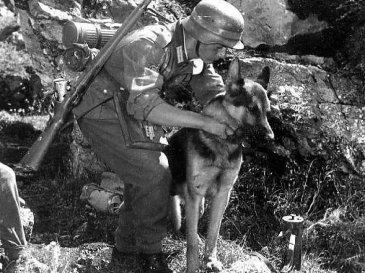 Фотография: Как нацисты учили собак говорить, читать и писать №10 - BigPicture.ru