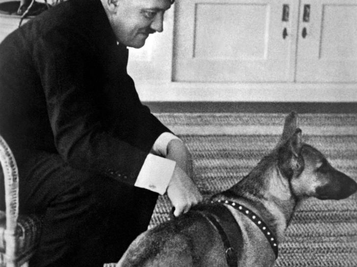 Фотография: Как нацисты учили собак говорить, читать и писать №4 - BigPicture.ru