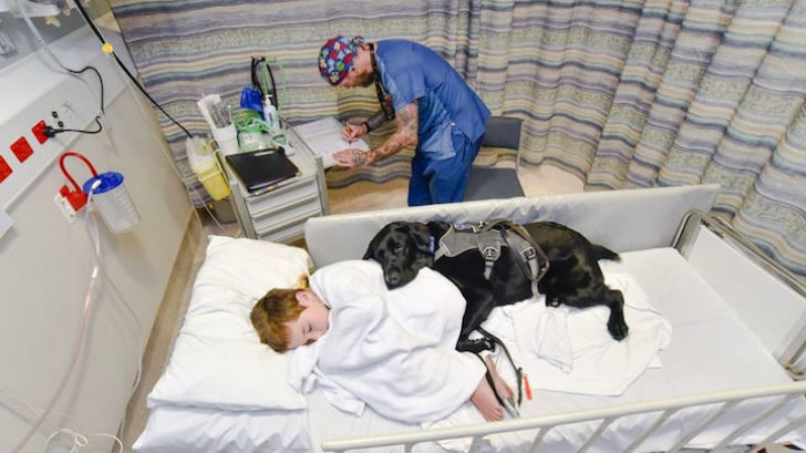Фотография: Мальчику с аутизмом может помочь только его друг — собака №2 - BigPicture.ru