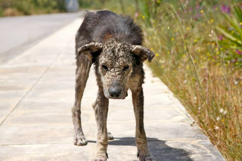 Фотография: Сегодня вы не узнаете эту собаку! Благодаря любви и заботе она превратилась в красавицу №1 - BigPicture.ru