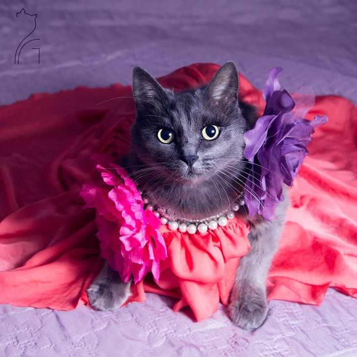 Фотография: Гламур как стиль жизни: кошка в ярких нарядах завоевывает инстаграм №3 - BigPicture.ru