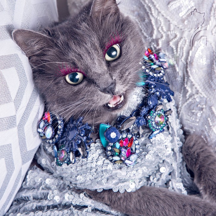 Фотография: Гламур как стиль жизни: кошка в ярких нарядах завоевывает инстаграм №5 - BigPicture.ru