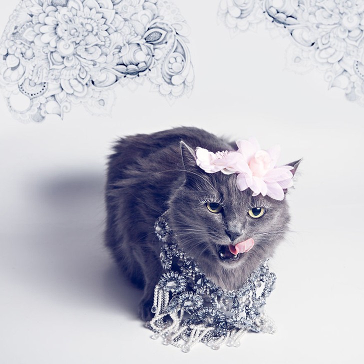 Фотография: Гламур как стиль жизни: кошка в ярких нарядах завоевывает инстаграм №6 - BigPicture.ru