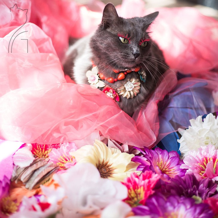 Фотография: Гламур как стиль жизни: кошка в ярких нарядах завоевывает инстаграм №7 - BigPicture.ru
