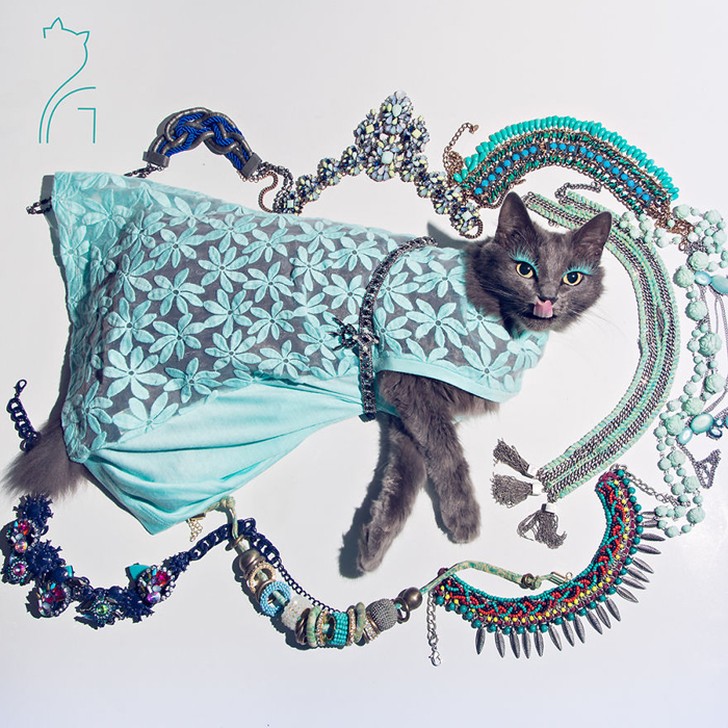 Фотография: Гламур как стиль жизни: кошка в ярких нарядах завоевывает инстаграм №8 - BigPicture.ru