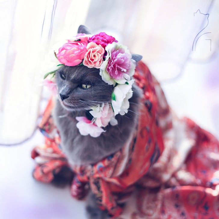 Фотография: Гламур как стиль жизни: кошка в ярких нарядах завоевывает инстаграм №9 - BigPicture.ru