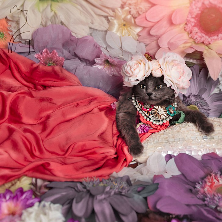 Фотография: Гламур как стиль жизни: кошка в ярких нарядах завоевывает инстаграм №11 - BigPicture.ru