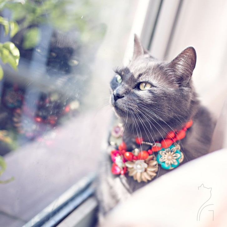 Фотография: Гламур как стиль жизни: кошка в ярких нарядах завоевывает инстаграм №12 - BigPicture.ru