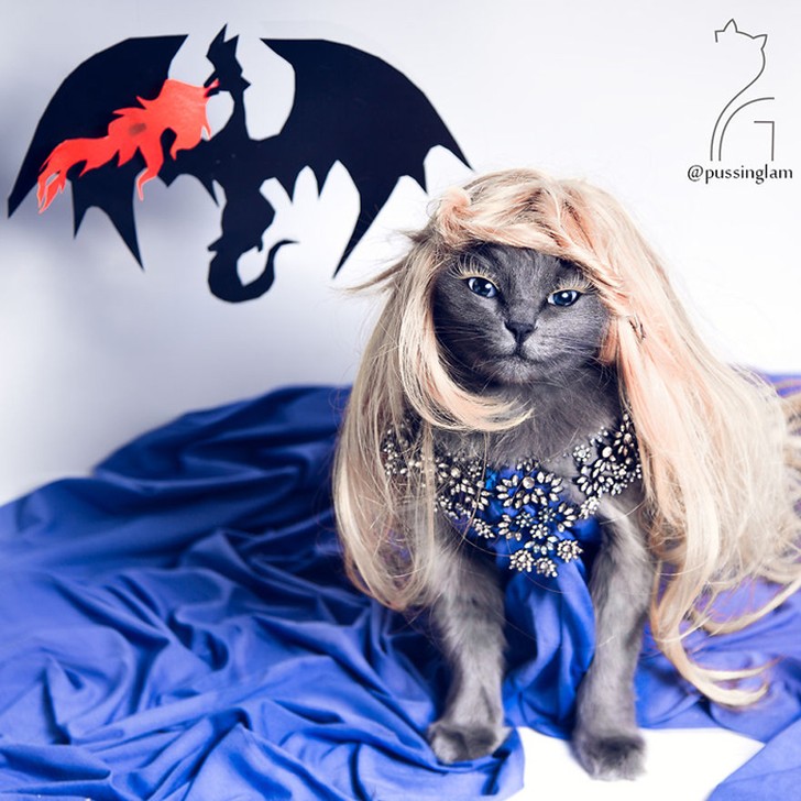 Фотография: Гламур как стиль жизни: кошка в ярких нарядах завоевывает инстаграм №13 - BigPicture.ru