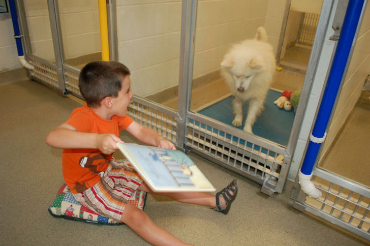Фотография: Дети читают вслух в приюте для животных, чтобы помочь запуганным и застенчивым собакам адаптироваться №5 - BigPicture.ru