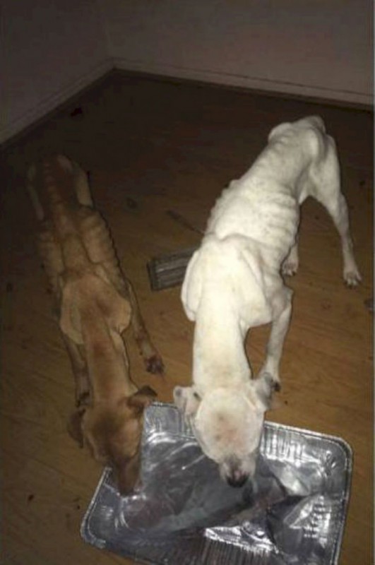 Фотография: Полицейские спасли из заброшенного дома двух собак, похожих на ходячие скелеты №8 - BigPicture.ru