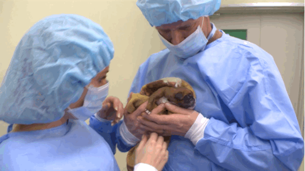 Фотография: Эти супруги успешно клонировали своего пса после его смерти №9 - BigPicture.ru