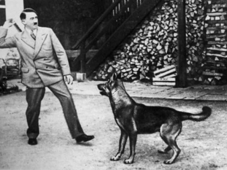 Фотография: Как нацисты учили собак говорить, читать и писать №3 - BigPicture.ru