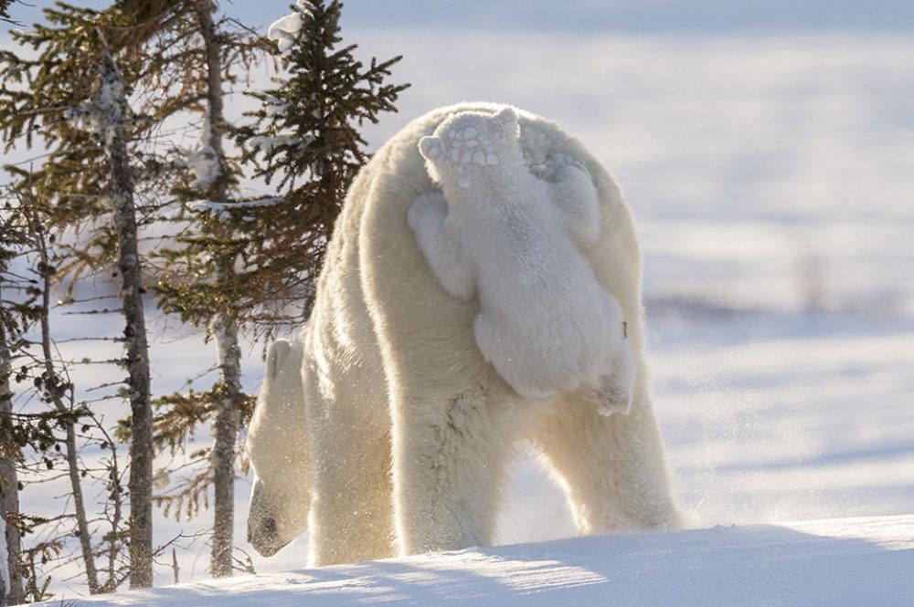 фото белых медведей с детенышами