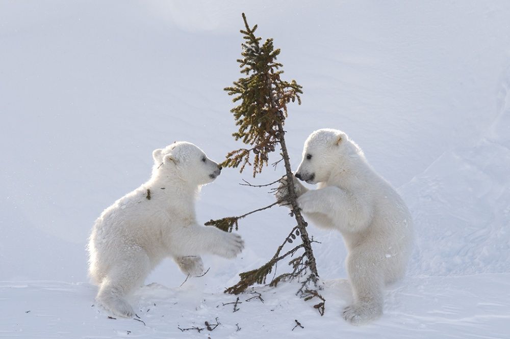 фото белых медведей с детенышами
