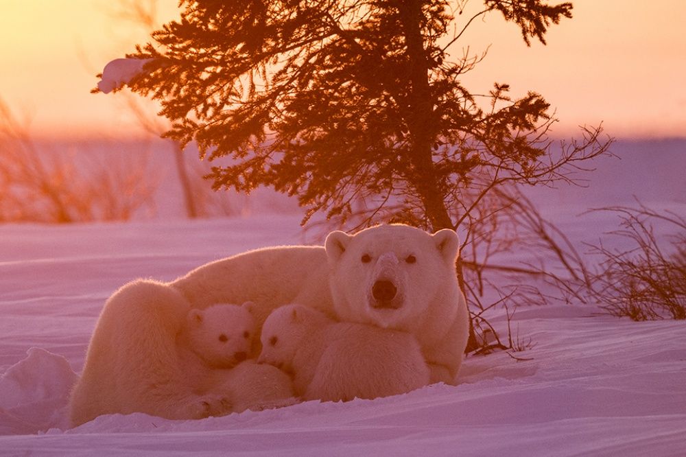 фото белых медведей с детенышами
