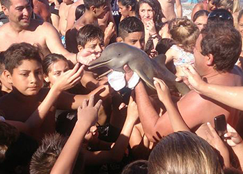 Туристы до смерти «заселфили» детеныша дельфина