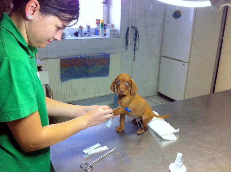 Фотография: 20 милых доказательств того, что ветеринар — это улетная профессия №15 - BigPicture.ru