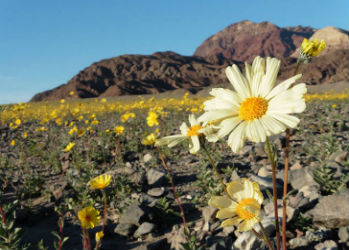 В Долине Смерти проснулась жизнь: пустыня покрылась яркими цветами