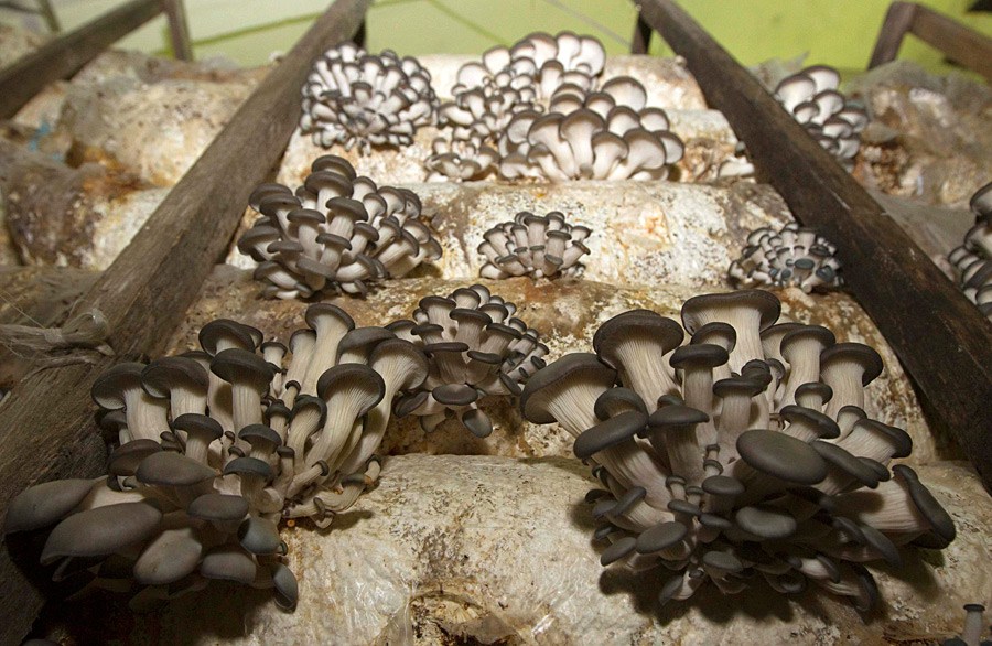 Фотография: Как выращивают грибы в Беларуси №8 - BigPicture.ru