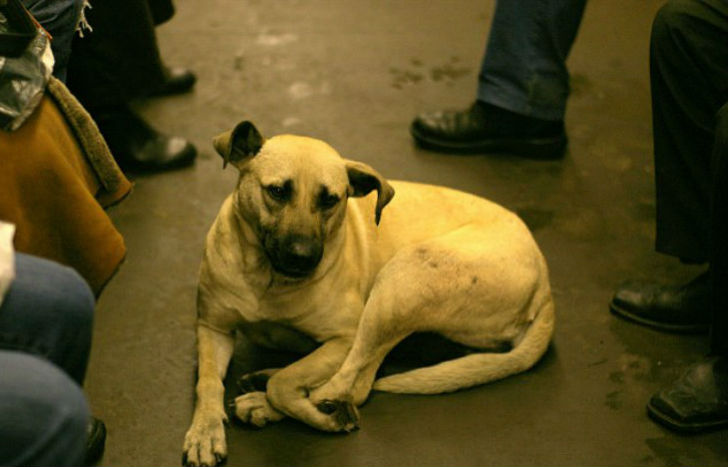 Фотография: Как бездомные собаки ориентируются в московском метро №1 - BigPicture.ru