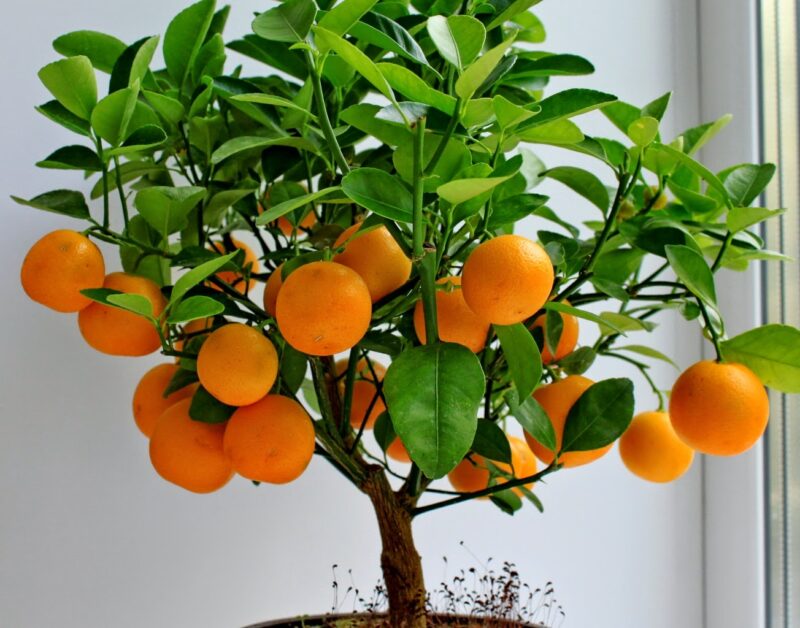 Фотография: Маракуйя, лимоны, инжир и другие фрукты, которые можно вырастить у себя в квартире или на работе №1 - BigPicture.ru