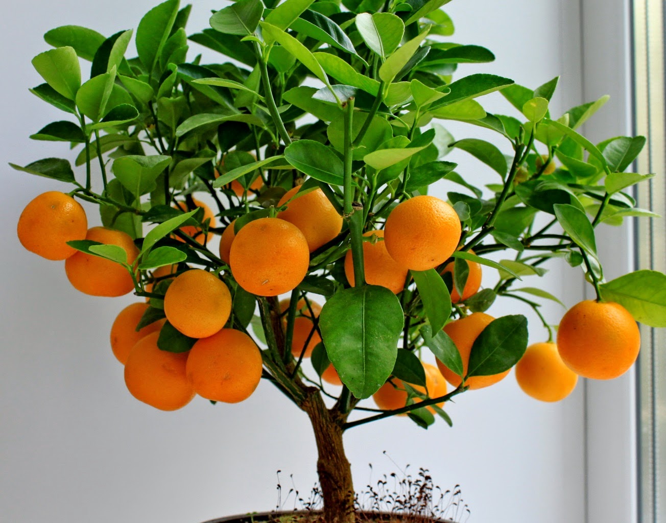 Naranjos en maceta