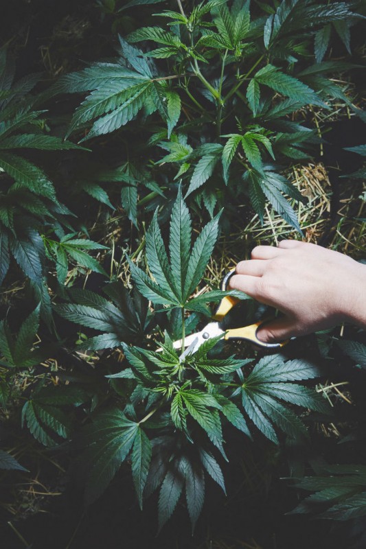 Фотография: Как калифорнийские монахини выращивают марихуану №13 - BigPicture.ru