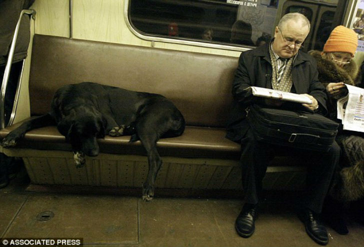 Фотография: Как бездомные собаки ориентируются в московском метро №4 - BigPicture.ru