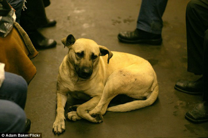Фотография: Как бездомные собаки ориентируются в московском метро №5 - BigPicture.ru