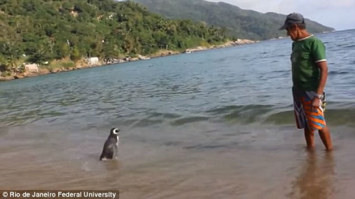 Фотография: Пингвин каждый год проплывает более 8 тысяч километров, чтобы встретиться со своим спасителем №10 - BigPicture.ru