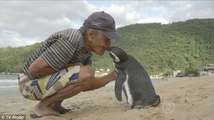 Фотография: Пингвин каждый год проплывает более 8 тысяч километров, чтобы встретиться со своим спасителем №4 - BigPicture.ru