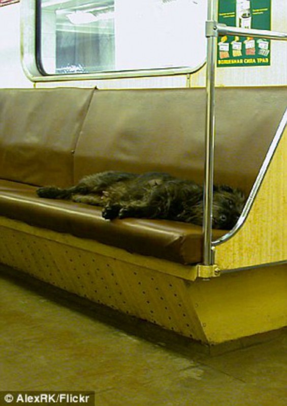 Фотография: Как бездомные собаки ориентируются в московском метро №6 - BigPicture.ru