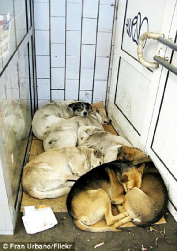 Фотография: Как бездомные собаки ориентируются в московском метро №7 - BigPicture.ru